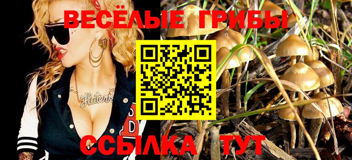 где найти наркотики  Вход с VPN  Лыткарино  Псилоцибиновые грибы MAGIC MUSHROOMS 